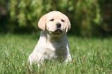 LABRADOR 1148